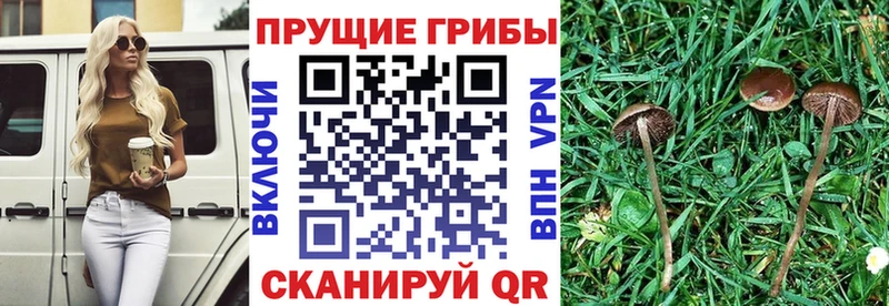 Купить  Сосновый Бор  Галлюциногенные грибы Magic Shrooms 